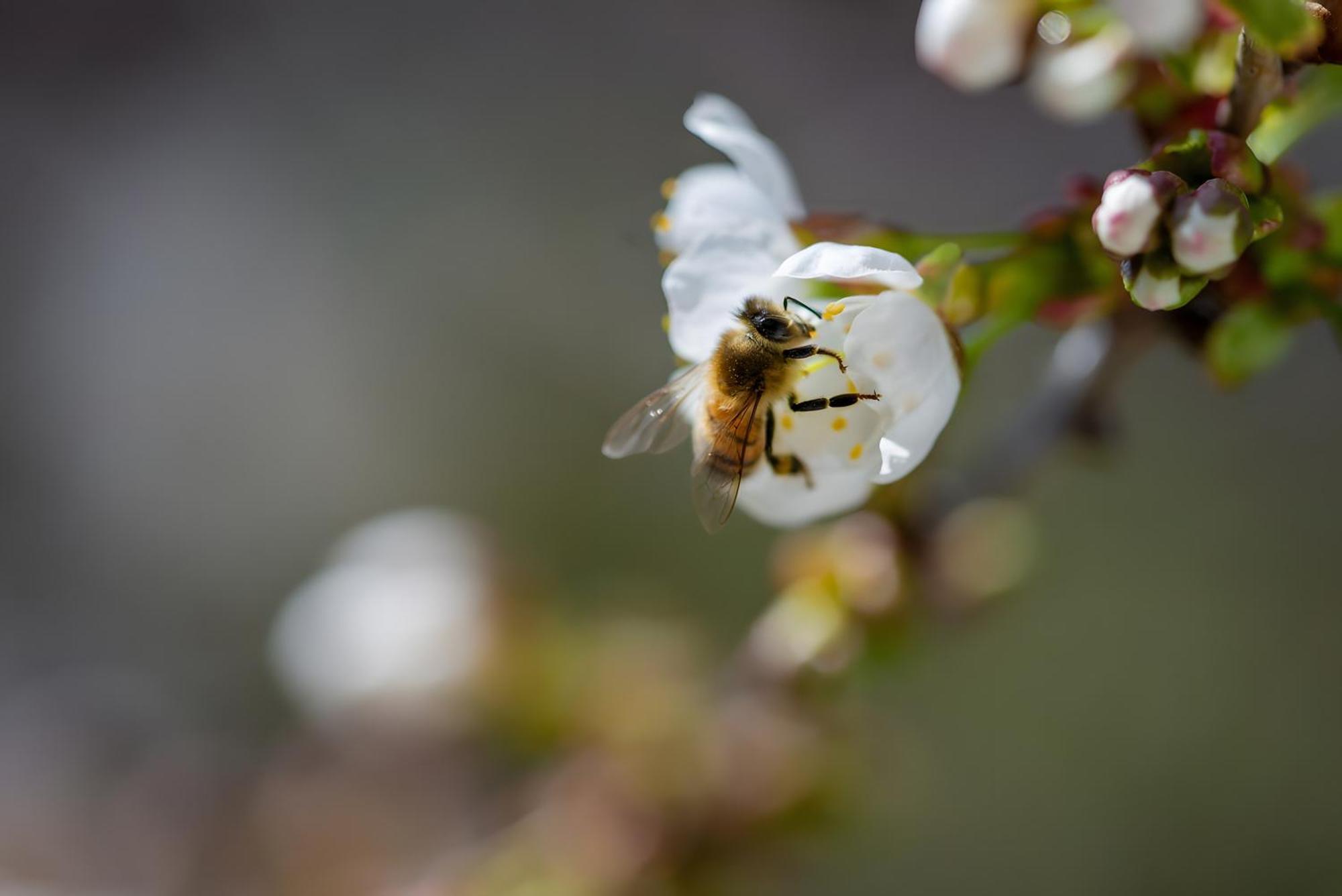 Ferienhof Biegger Tettnang Exteriér fotografie