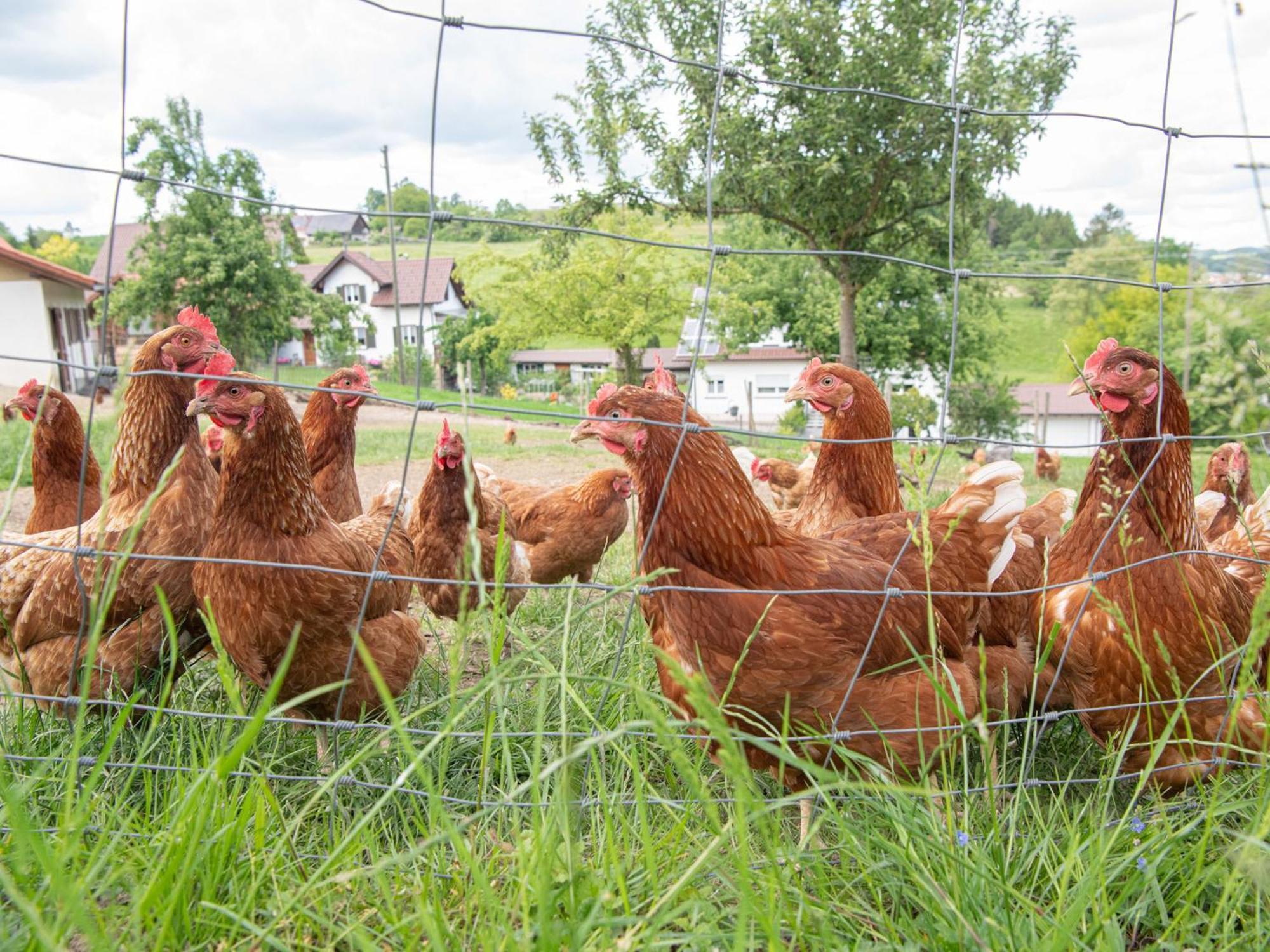 Ferienhof Biegger Tettnang Exteriér fotografie